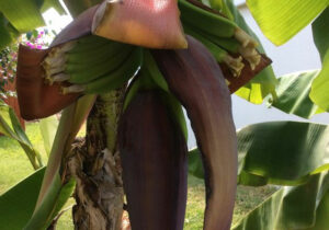 Bananier en plein régime