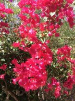 bougainvillea