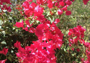 Bougainvillées