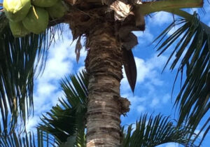 Zoom sur les noix de coco - Allô Sé Ann