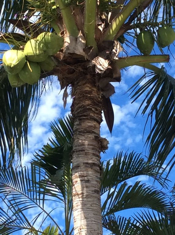 Zoom sur les noix de coco - Allô Sé Ann