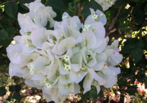 Résidence Allô Sé Ann - Fleurs du jardin