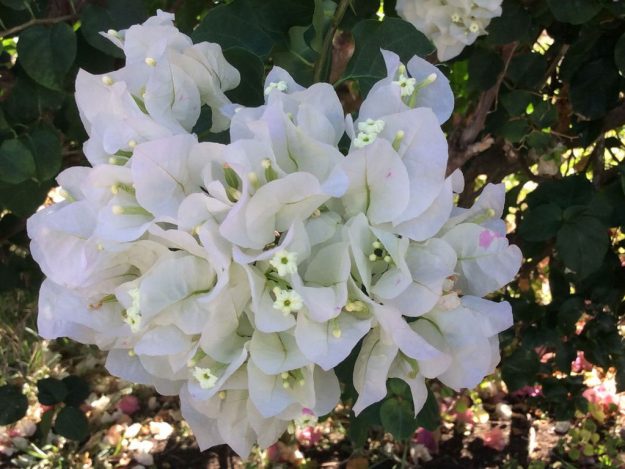 Résidence Allô Sé Ann - Fleurs du jardin