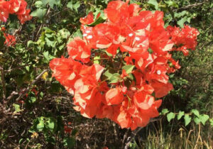 Résidence Allô Sé Ann - Fleurs du jardin
