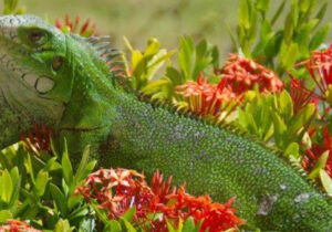 Iguane dans le jardin de la résidence Allô Sé Ann
