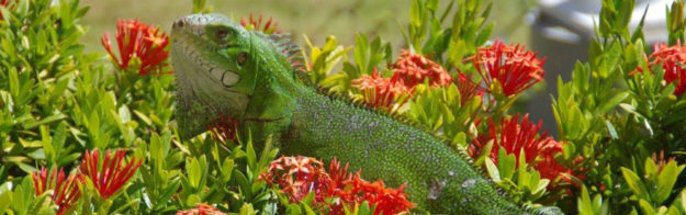 Iguane dans le jardin de la résidence Allô Sé Ann