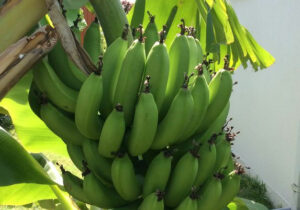 Régime de bananes dans le jardin d'Allô Sé Ann