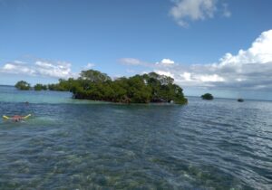 Baignade Mer Mangrove