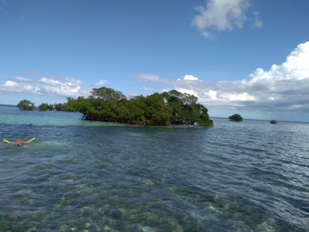 Baignade Mer Mangrove